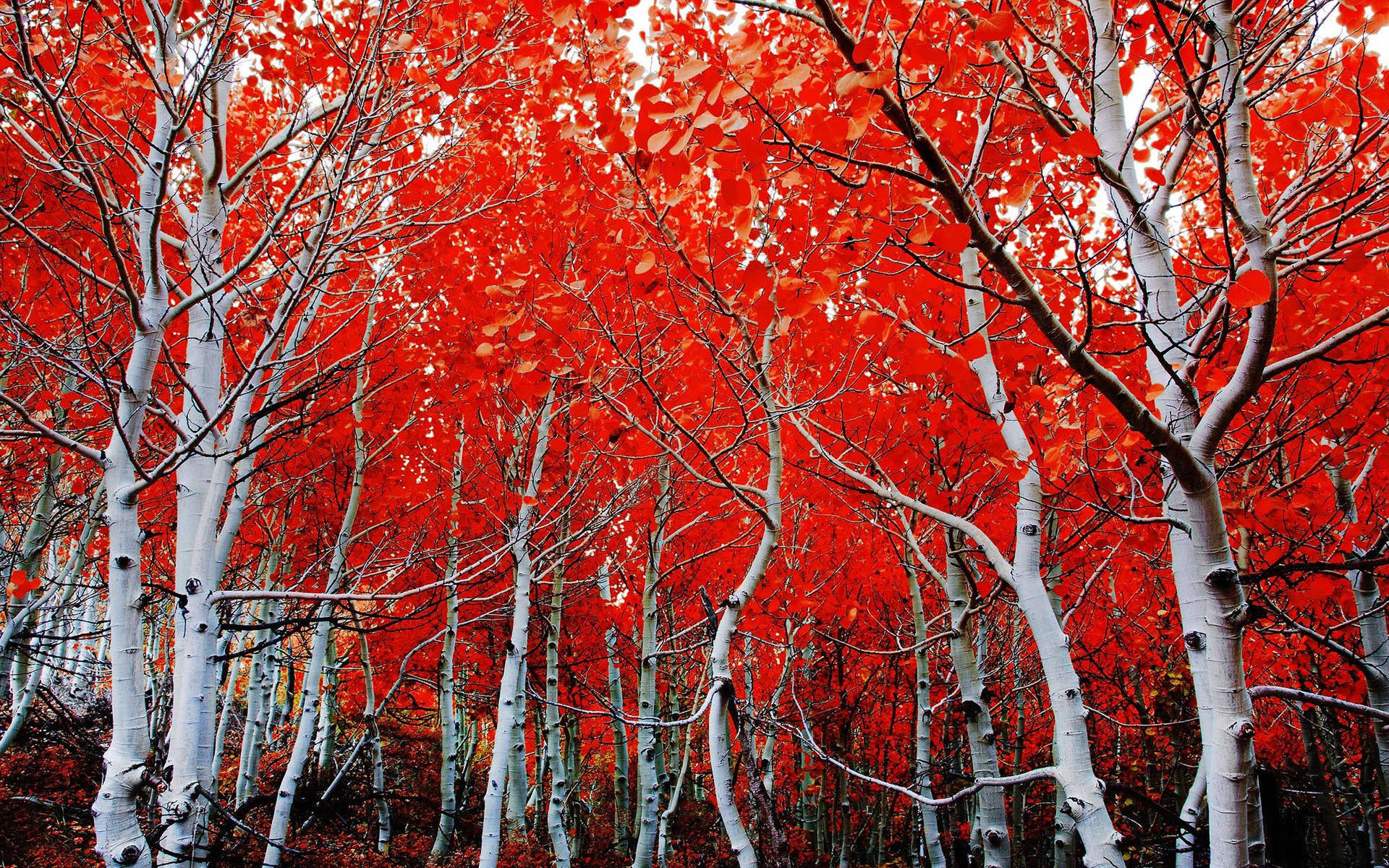 Red Forest White Birch Tree Wallpaper