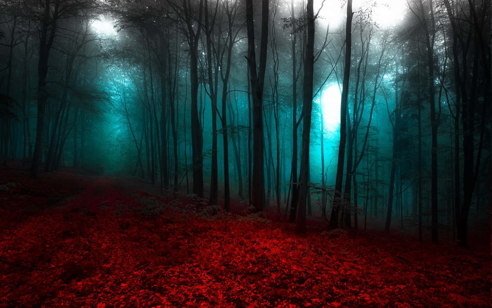 Skønheden af ​​Rød Skov Wallpaper