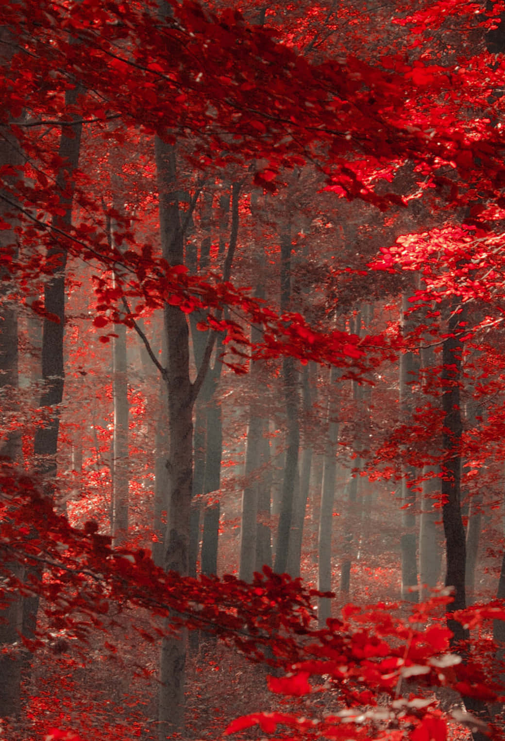 Overvældende udsigt til et rødt skov Wallpaper