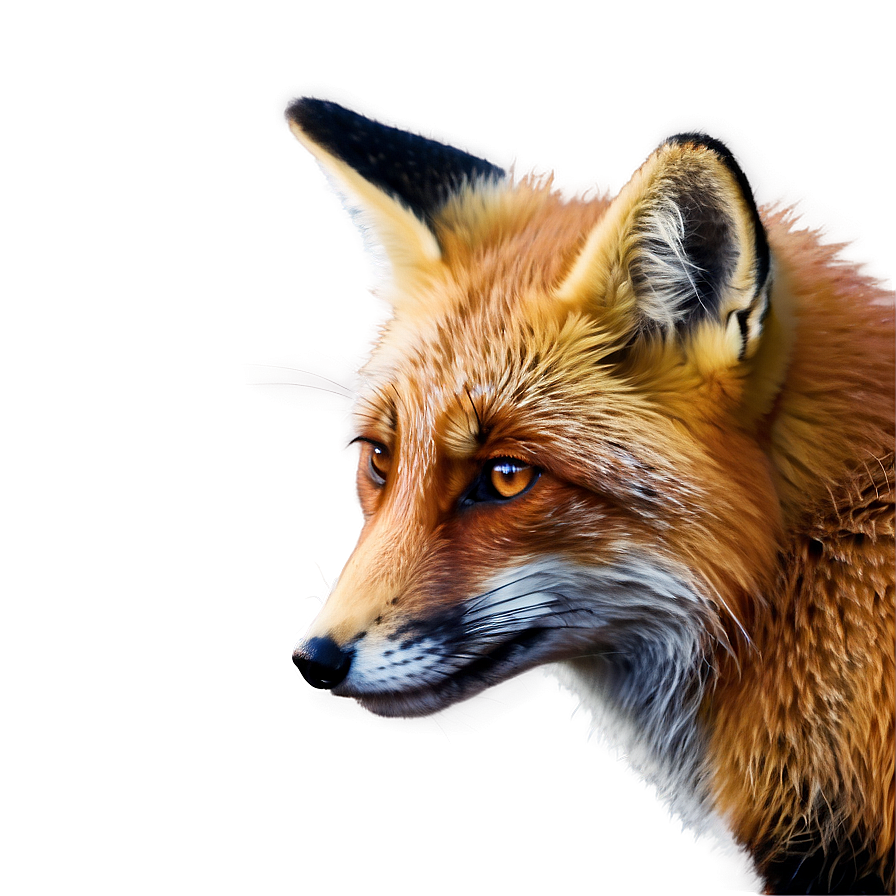 Red Fox Close-up Png 2 PNG