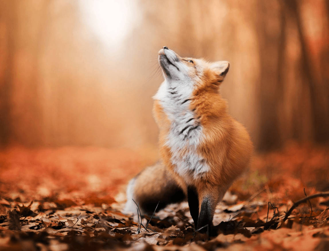 A fox in its natural habitat, enjoying the autumn colors. Wallpaper