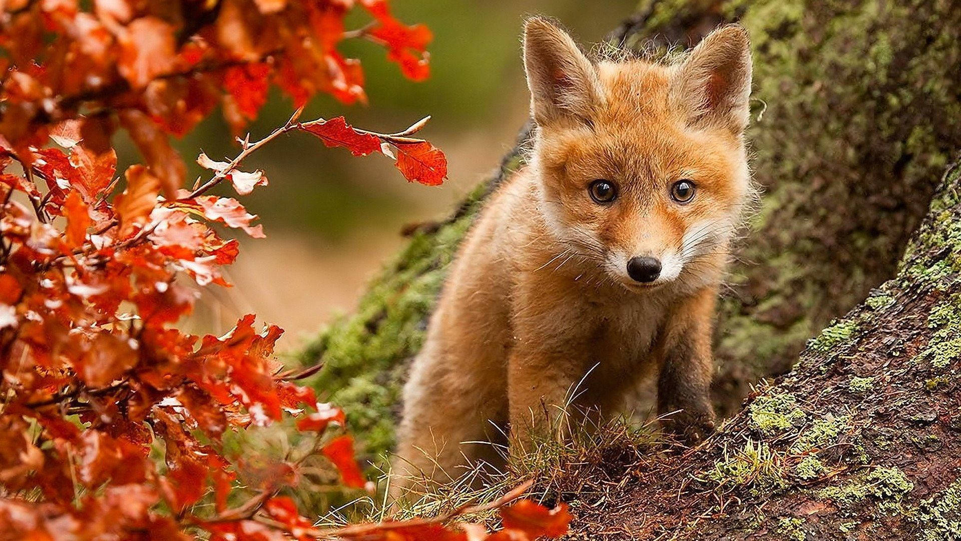 Red Fox In Fall Season Wallpaper