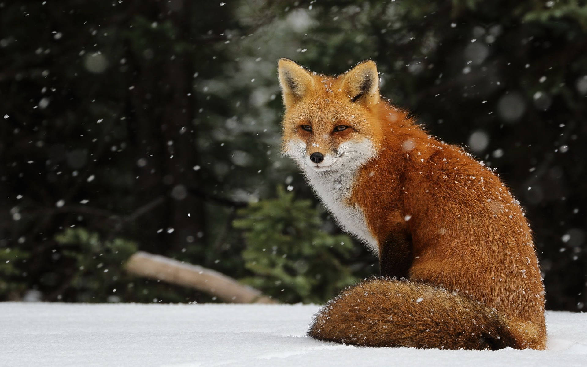 Red Fox Scouting for Prey in the Snow Wallpaper