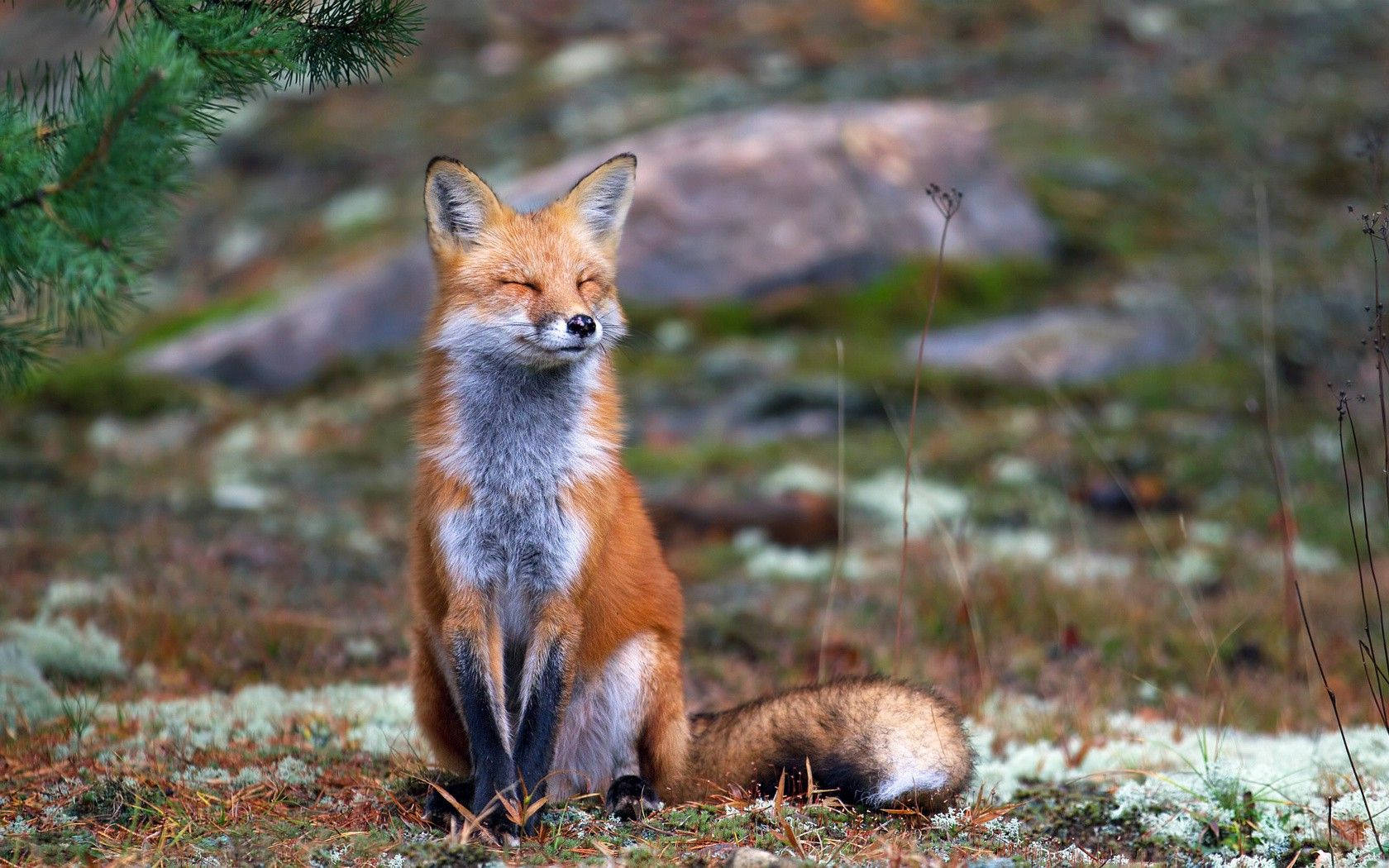 Red Fox Smile Wallpaper