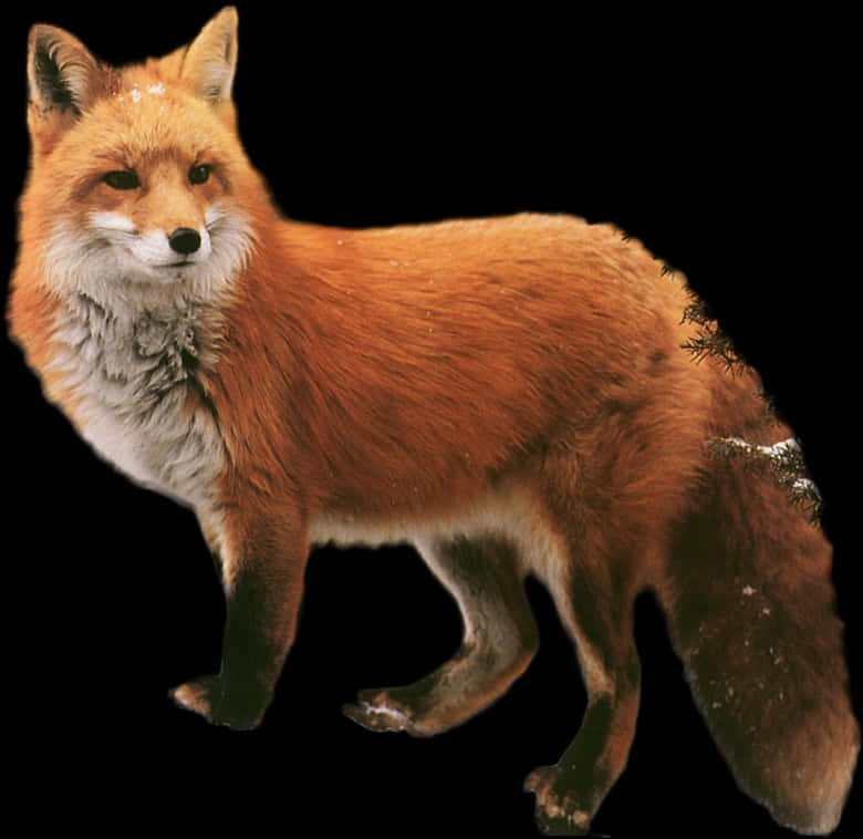 Red Fox Standing Black Background PNG