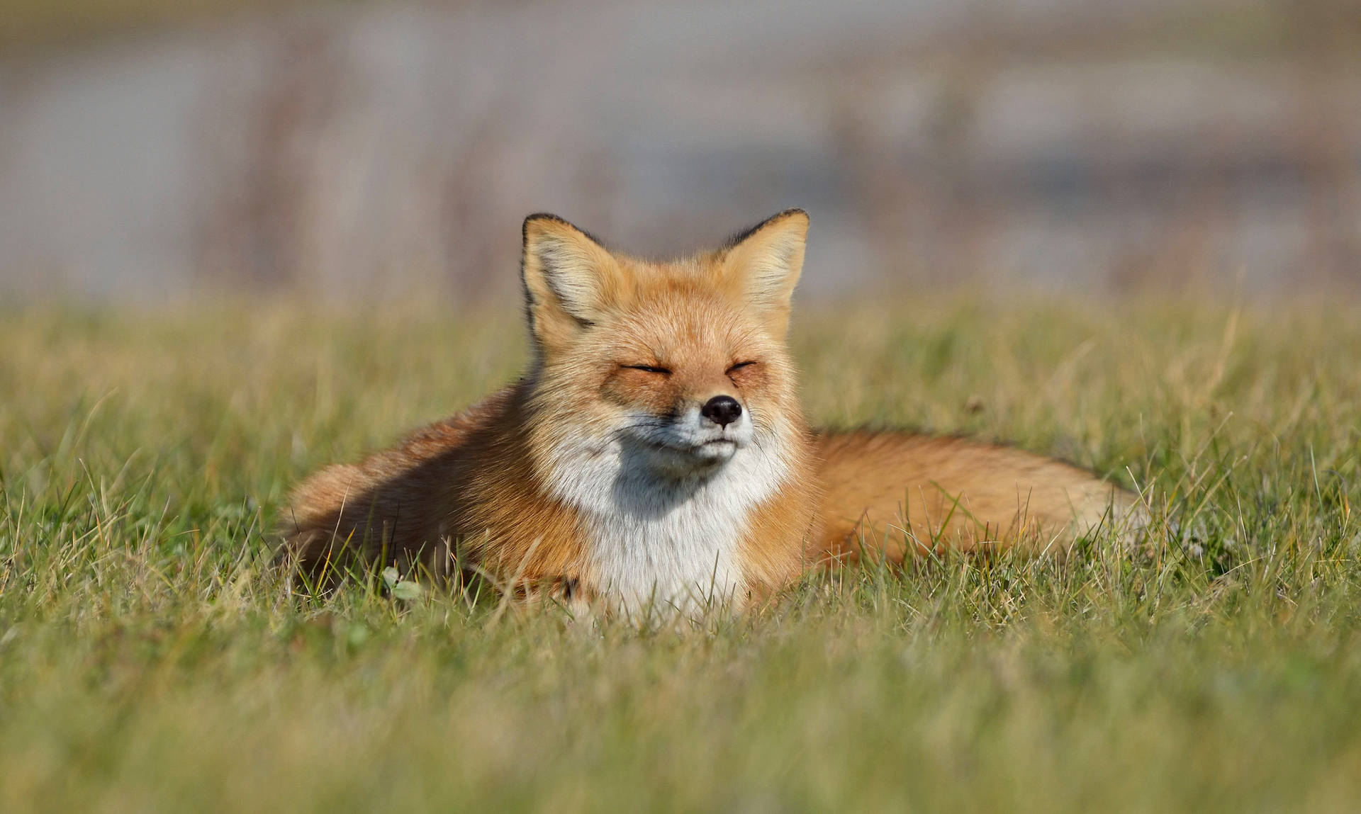 A Red Fox Enjoying the Warm Sun Wallpaper