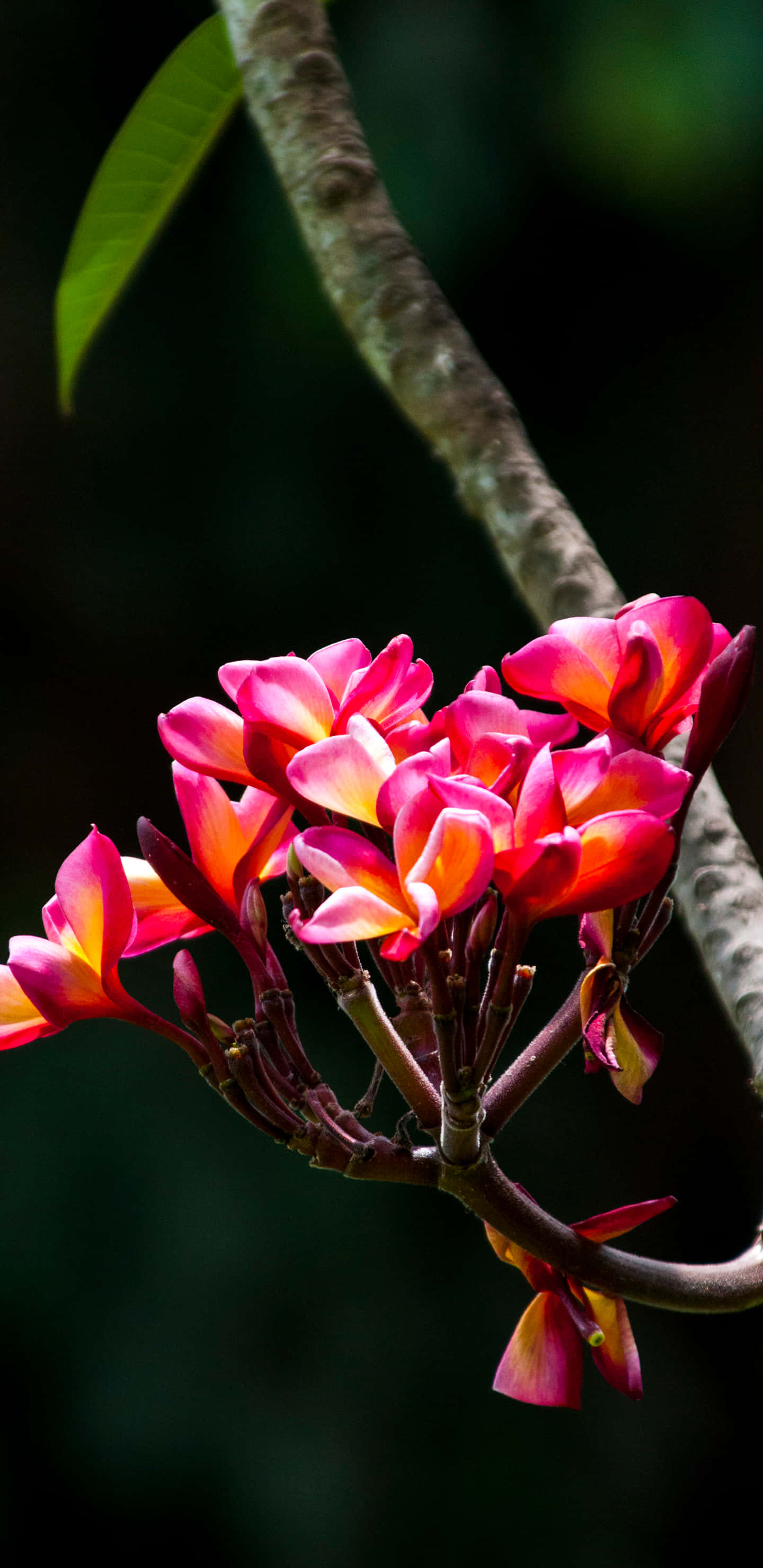 Red Frangipani Tropical Plants Picture