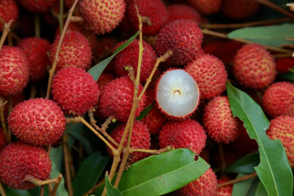 Juicy Red Fruits on a Tree Wallpaper