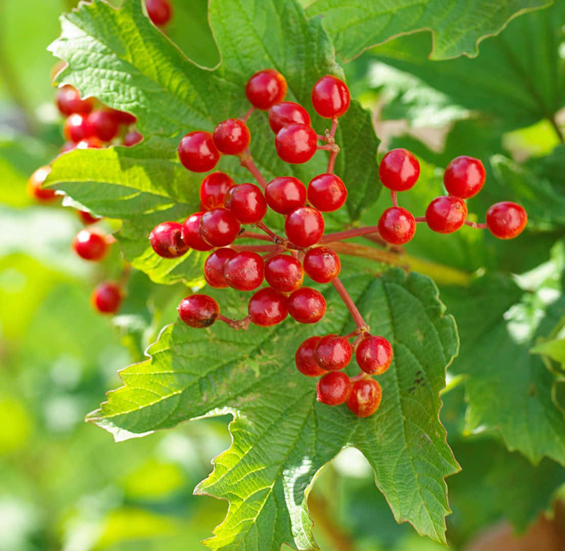 Vibrant Red Berries on a Branch Wallpaper