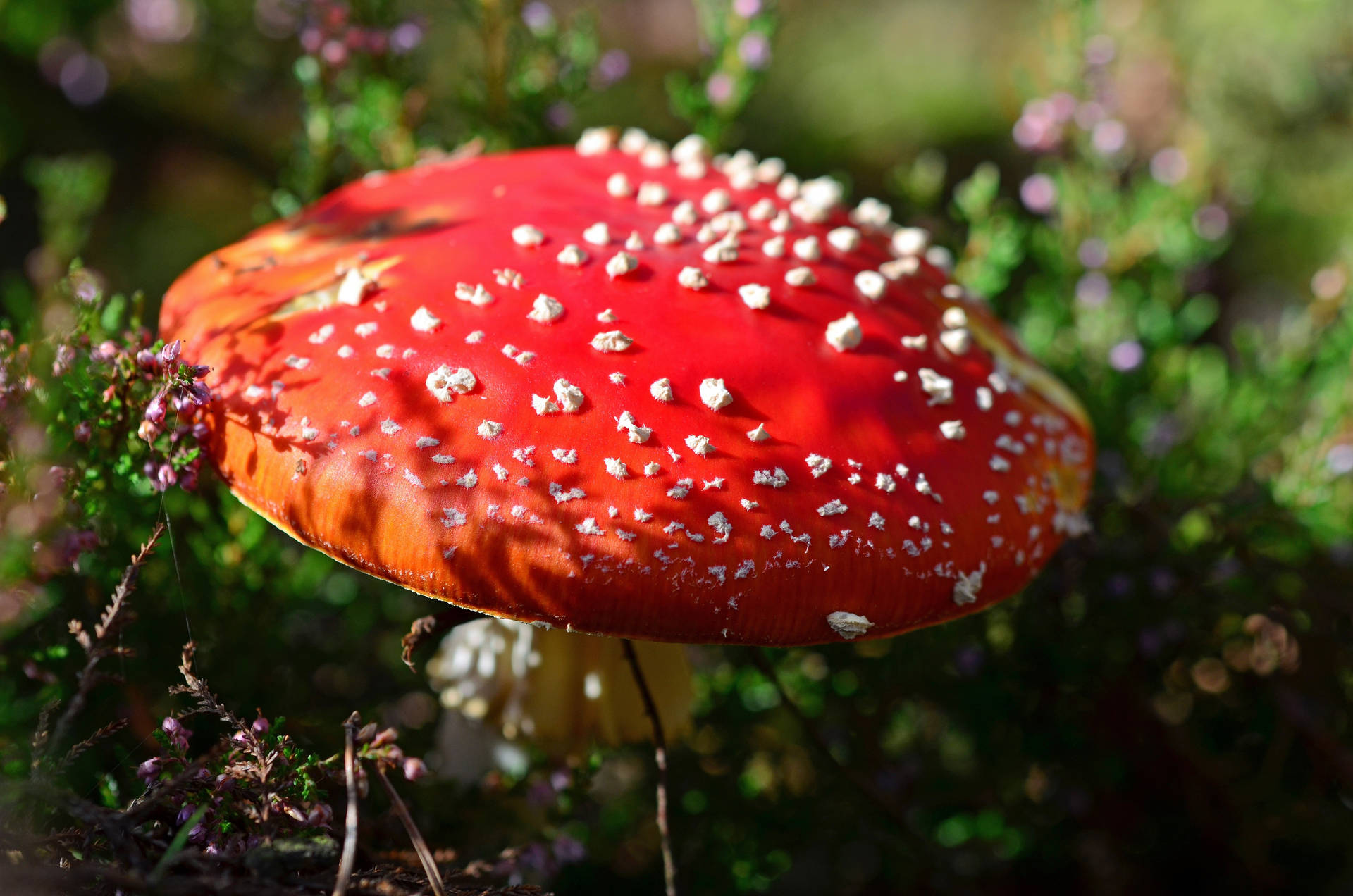Red Fungi Mushroom Aesthetic Wallpaper
