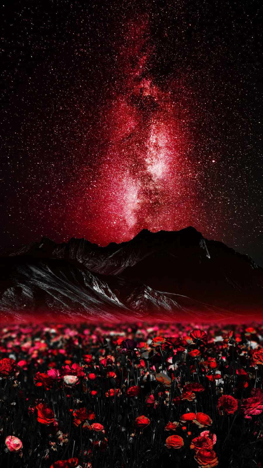 Ljusoch Vacker Röd Galax
