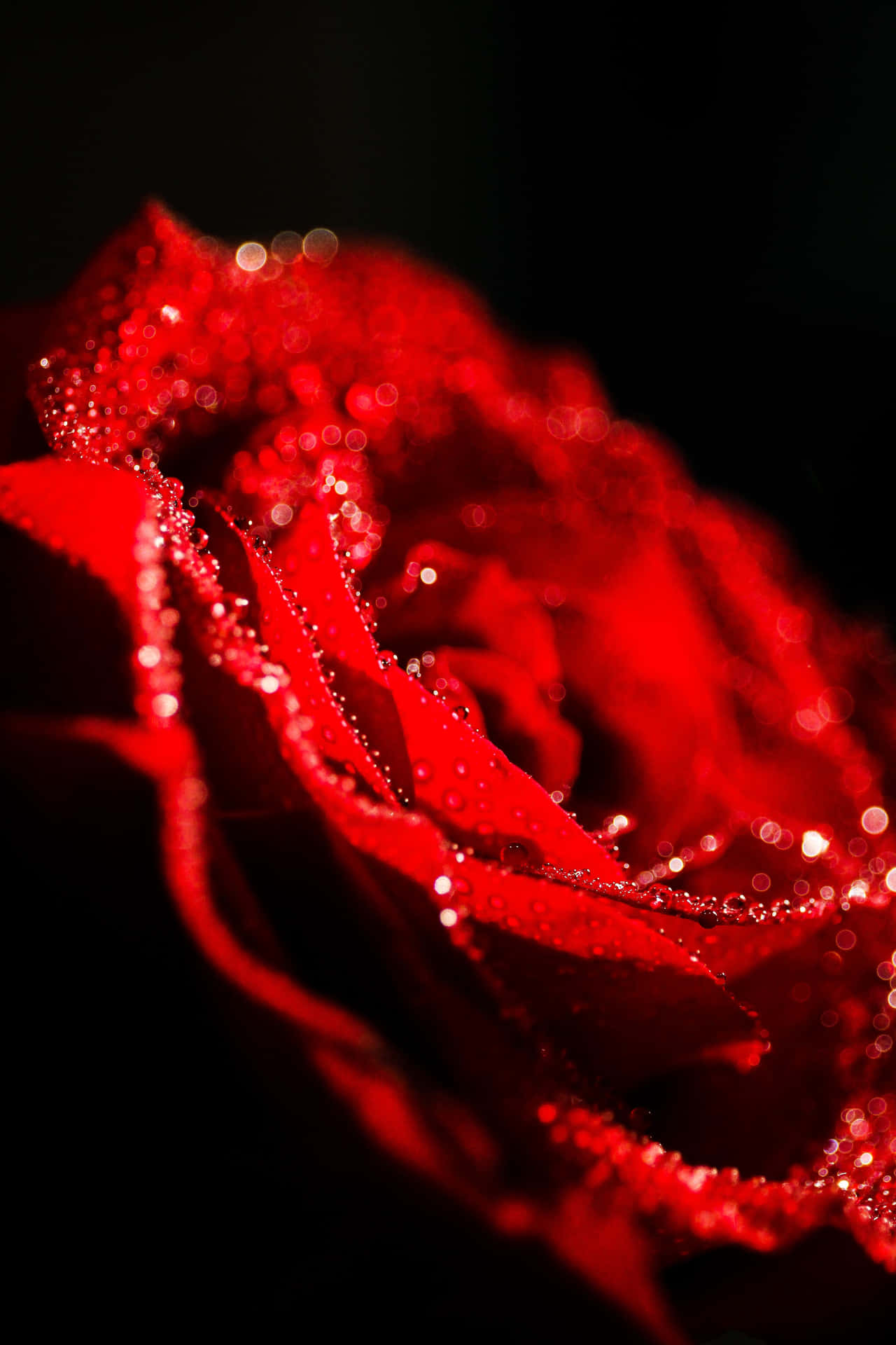 A Red Rose With Water Droplets On It