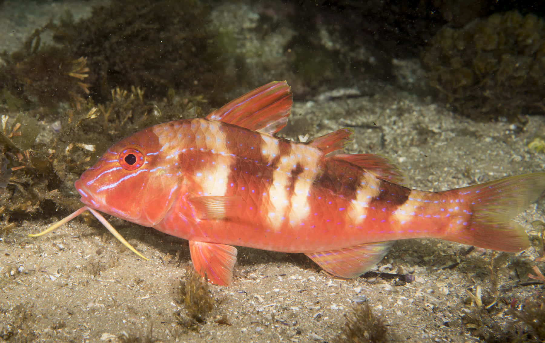 Download Red Goatfish Underwater Scene Wallpaper | Wallpapers.com