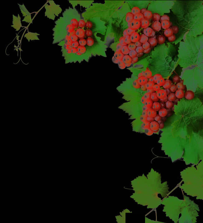 Red Grape Clusterson Vine PNG