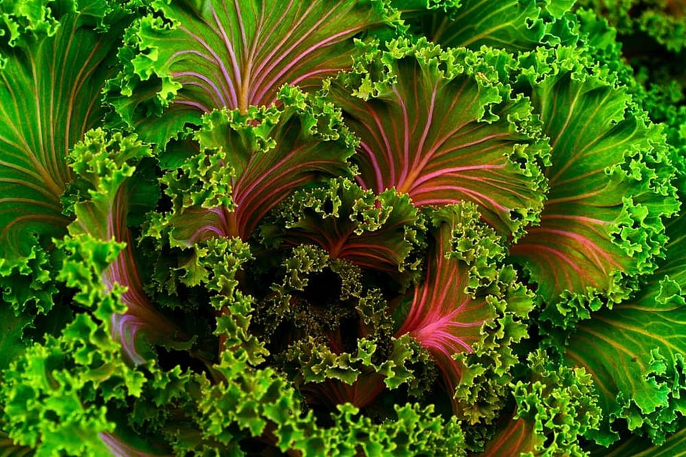 Rojoverde Kale Fondo de pantalla