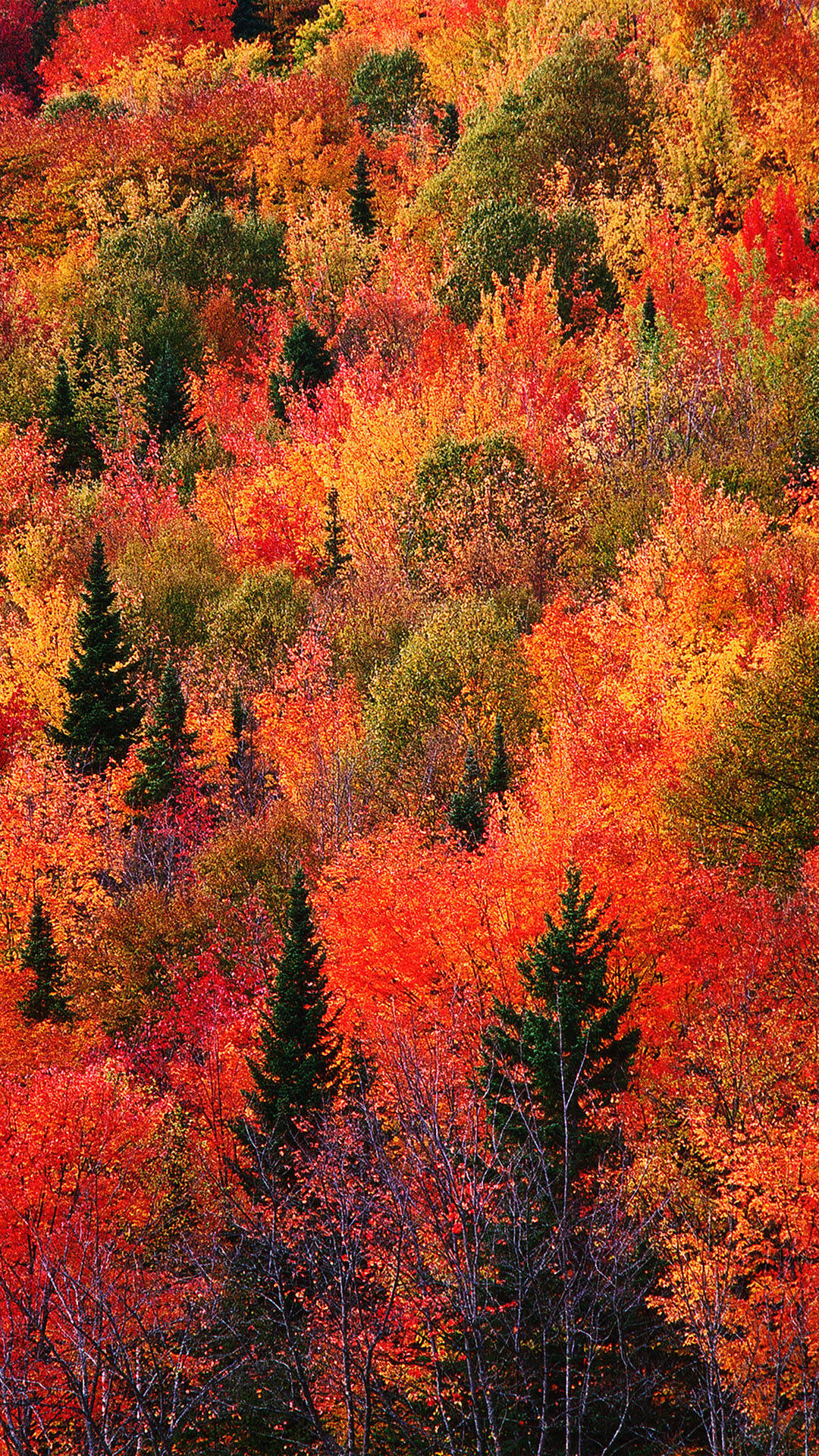 Red Green Trees Fall Iphone Wallpaper