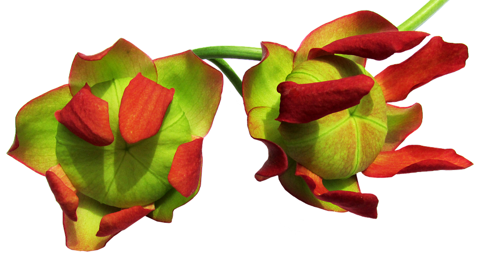 Red Green Tropical Flowers Transparent Background PNG