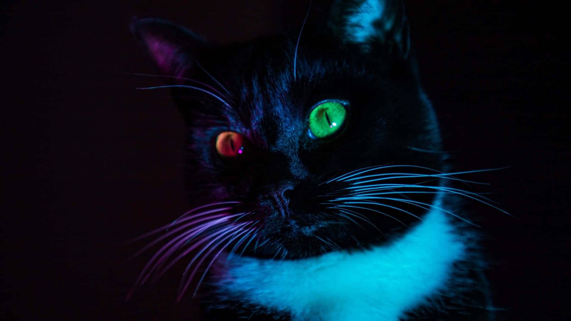 Red & Green Tuxedo Cat Eyes Background