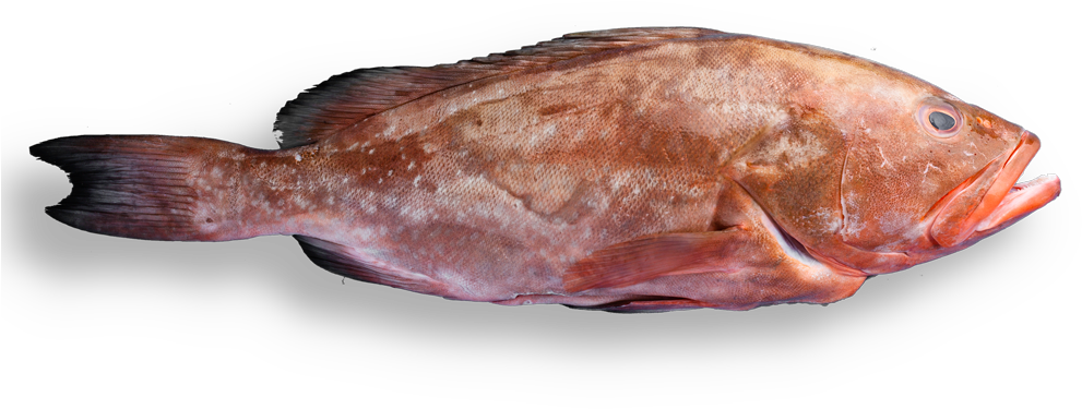 Red Grouper Side View PNG