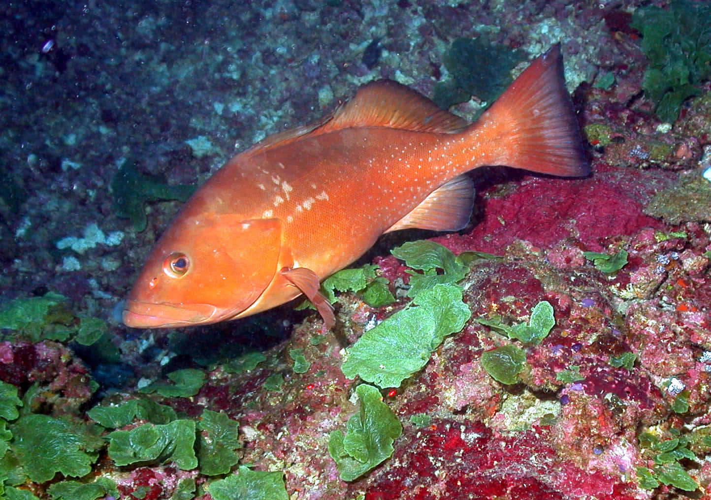 Red Grouper Swimming Over Coral Reef.jpg Wallpaper