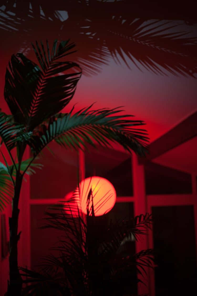 A Palm Tree In A Room With A Red Light