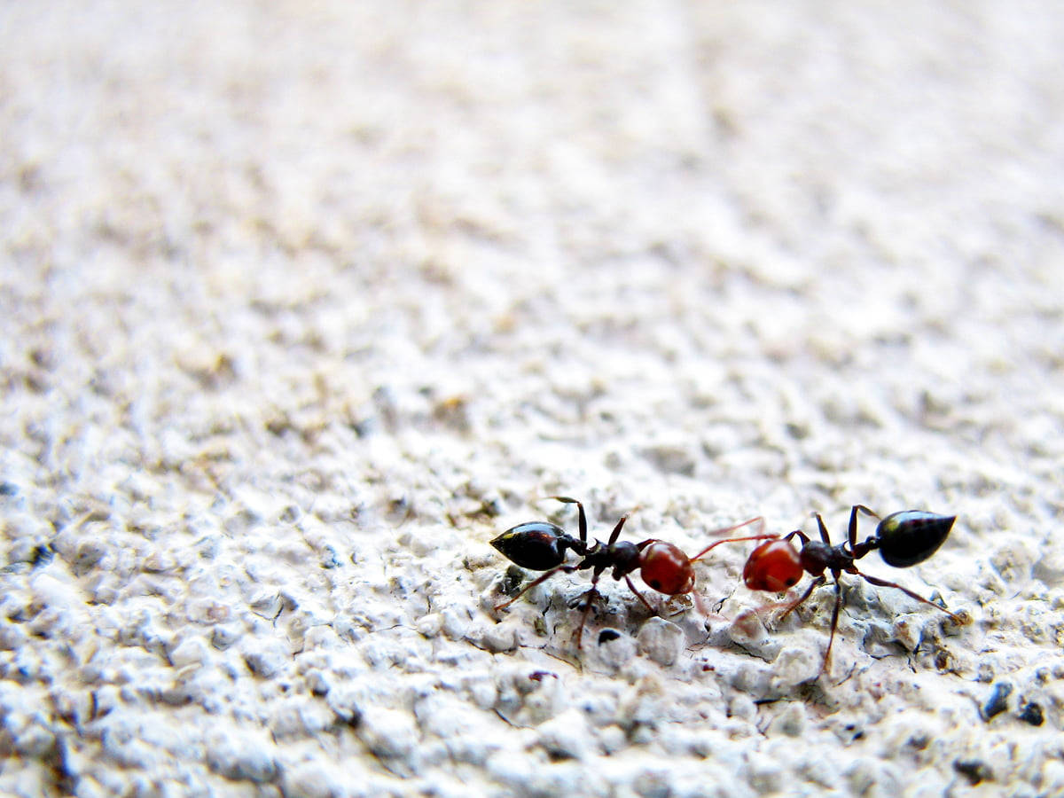 Red Head Ant Wallpaper
