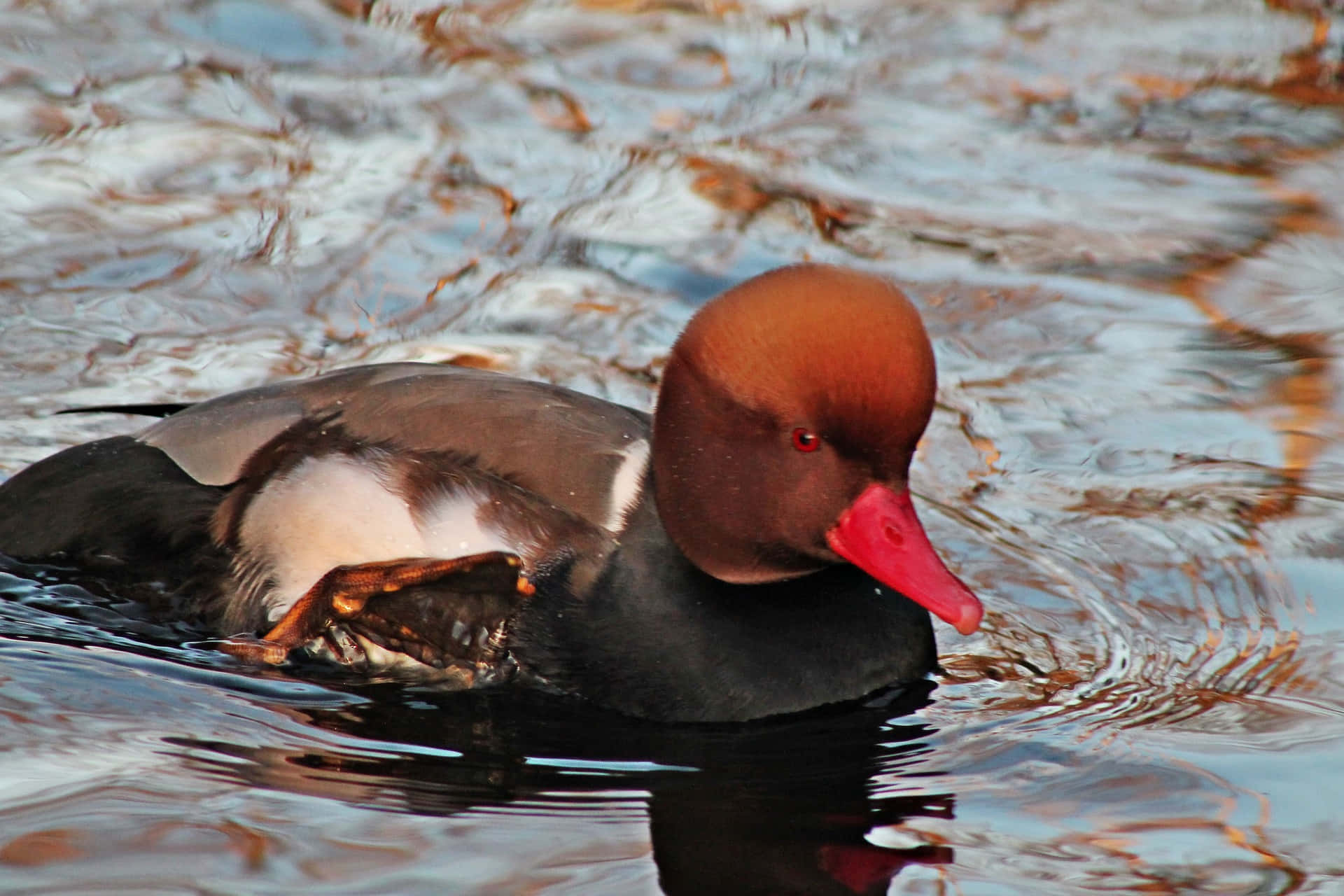 Red Headed Pochard Duck Swimming Wallpaper