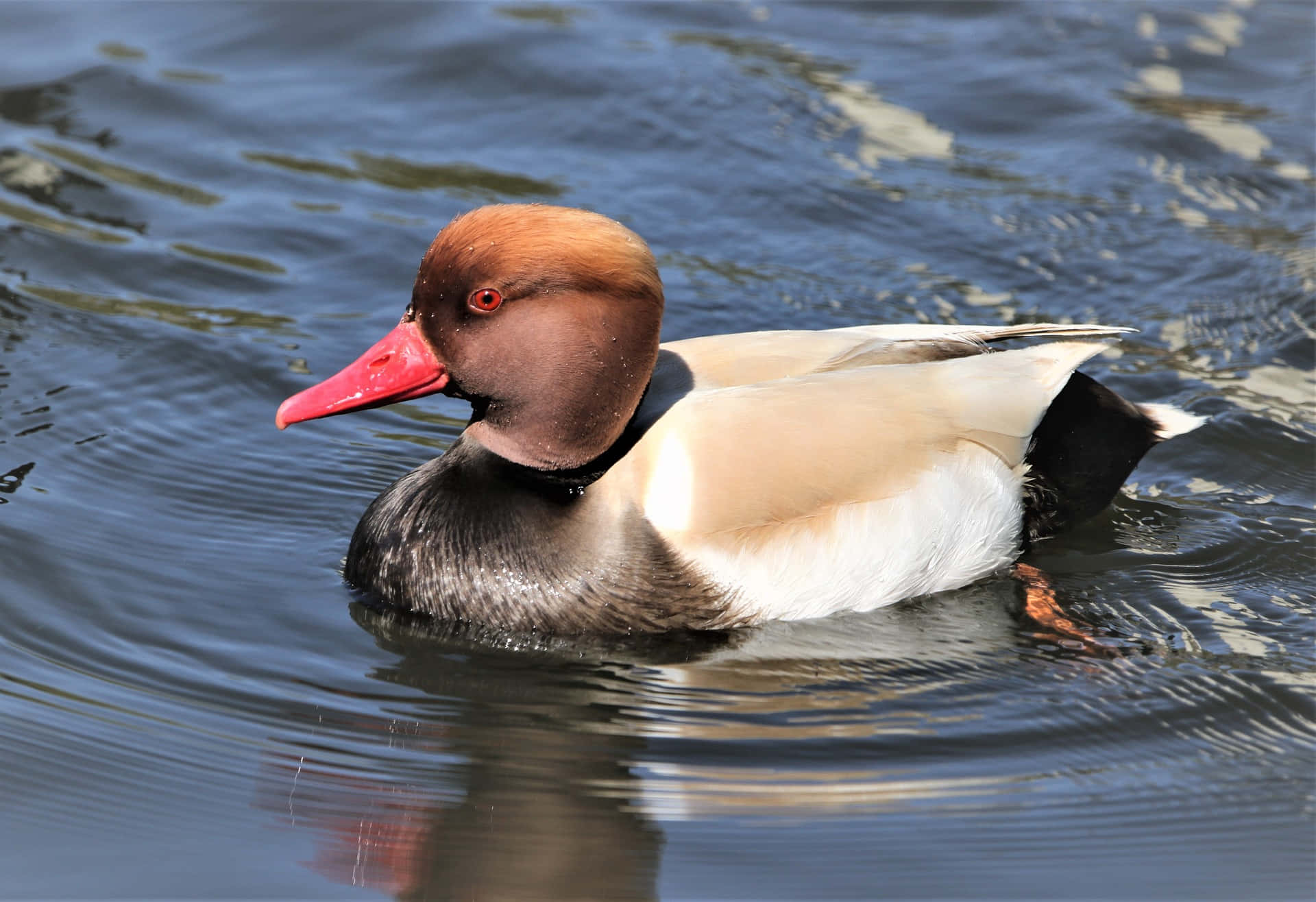 Red Headed Pochard Duck Swimming Wallpaper