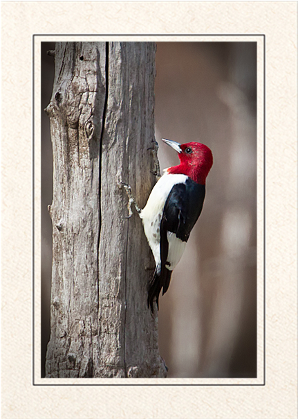 Red Headed Woodpecker On Tree PNG