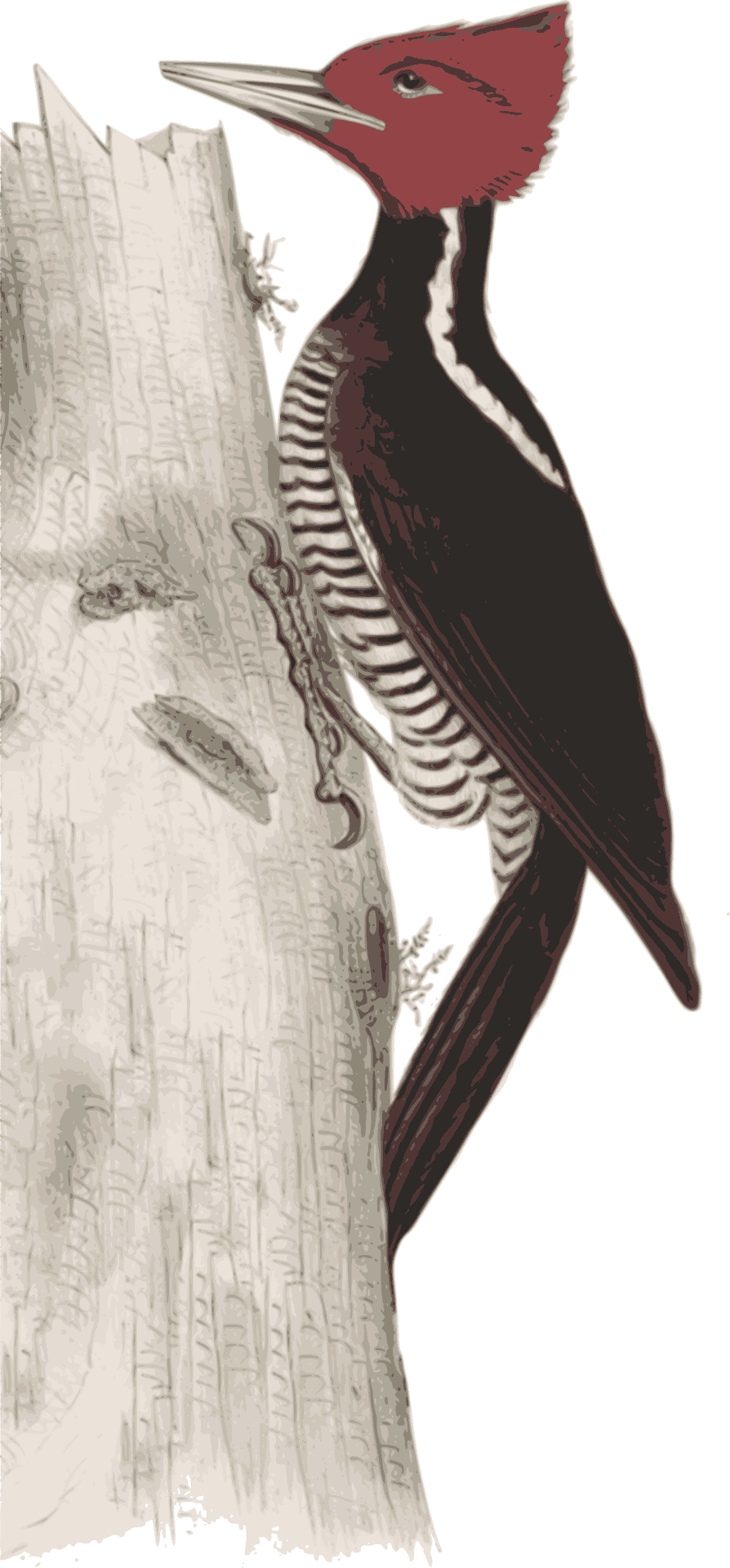 Red Headed Woodpecker On Tree PNG