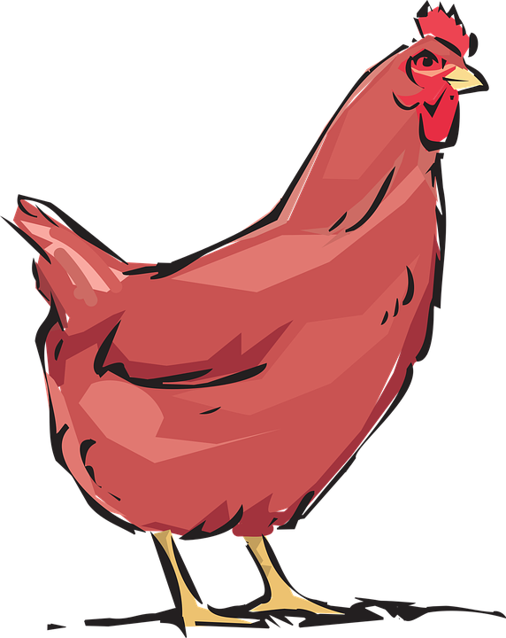 Red Hen Illustration PNG