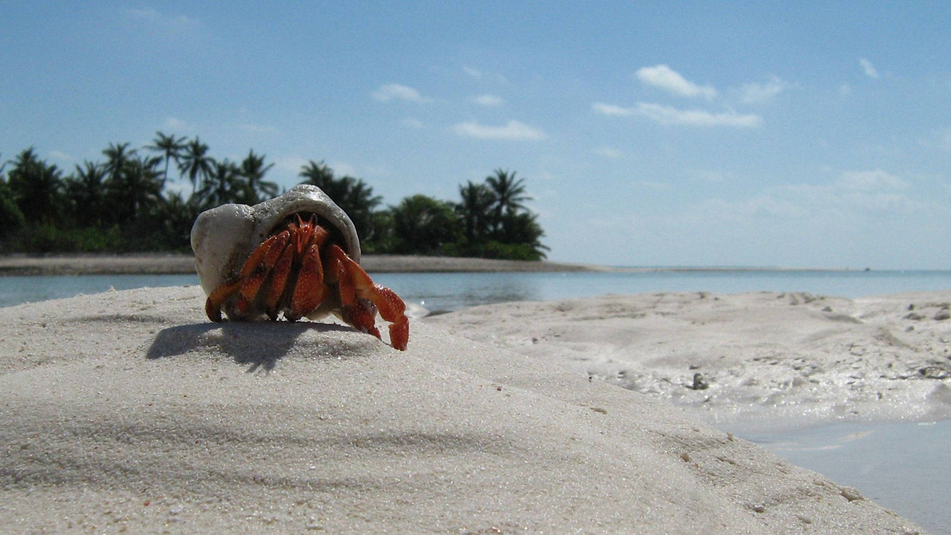 Red Hermit Crab In Sand Wallpaper
