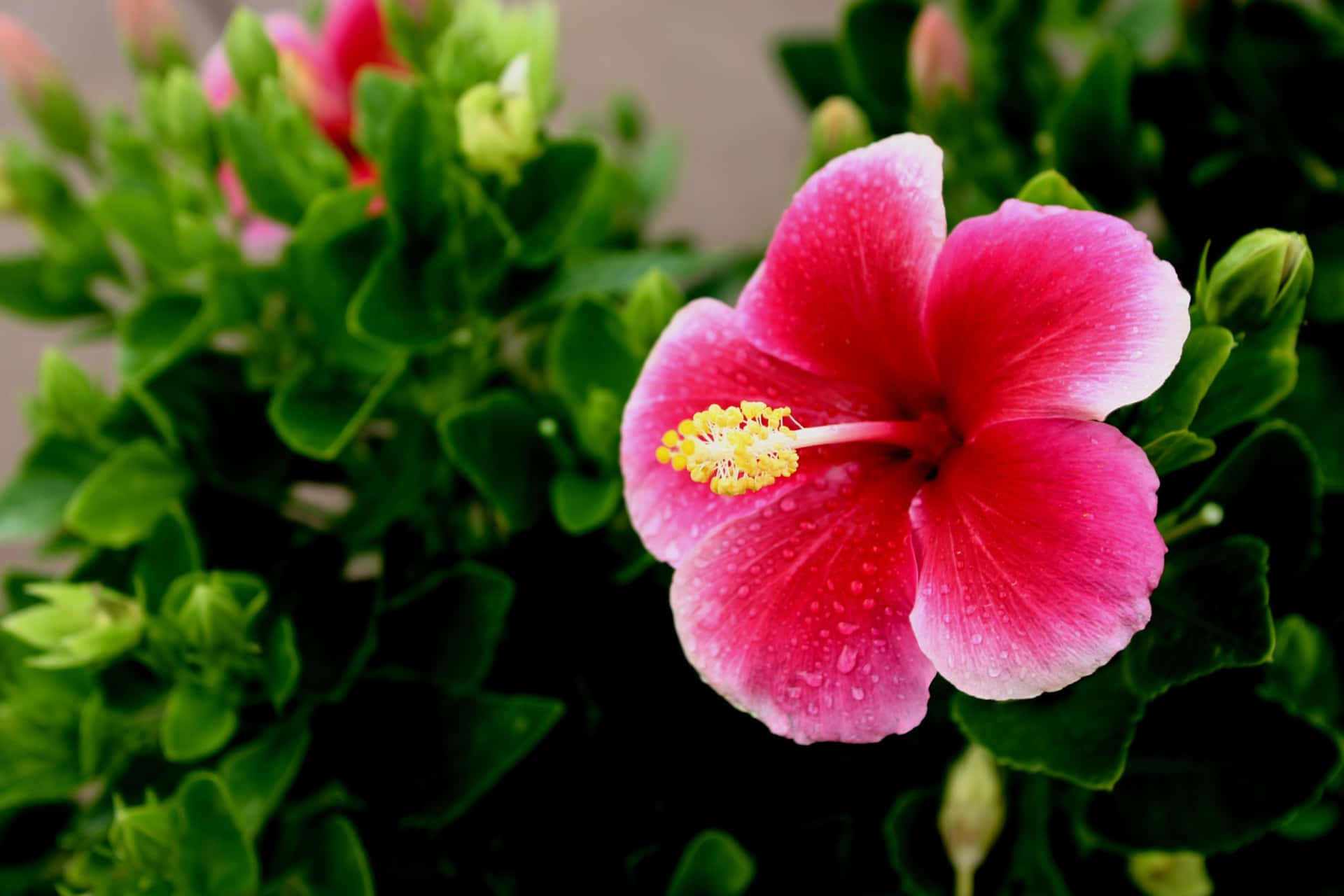 Red Hibiscus Flower Picture