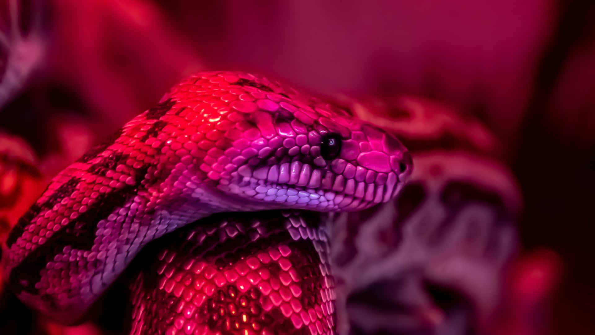 Red Hued Snake Closeup Wallpaper