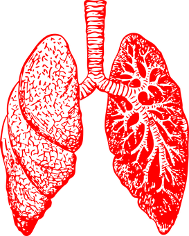 Red Human Lungs Illustration PNG