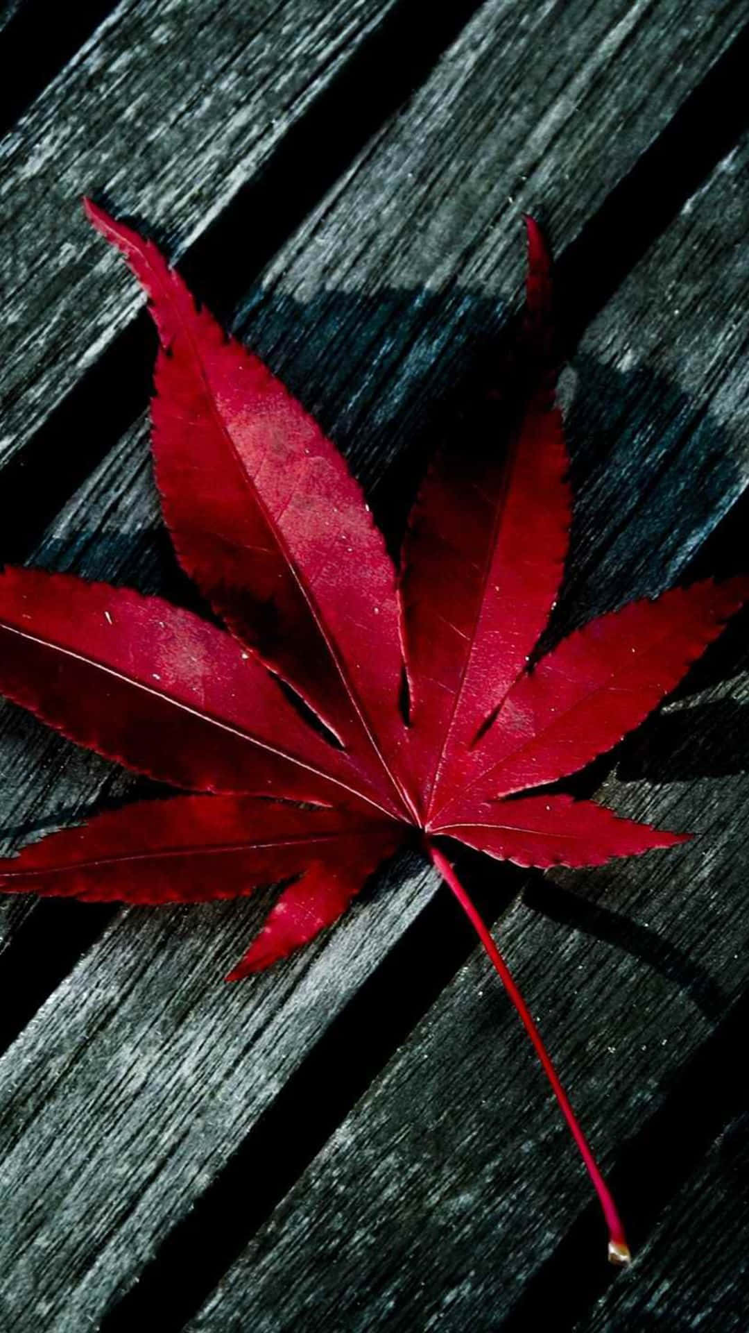 Red Maple Leaf Iphone X Wallpaper
