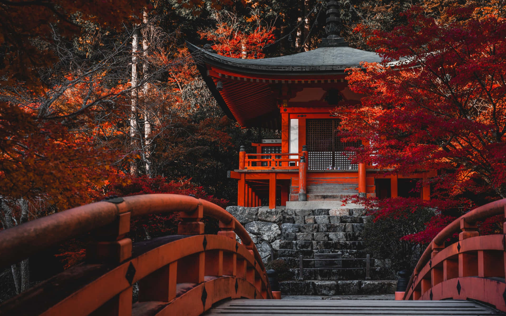 Florde Cerezo En Un Santuario Japonés Rojo Fondo de pantalla