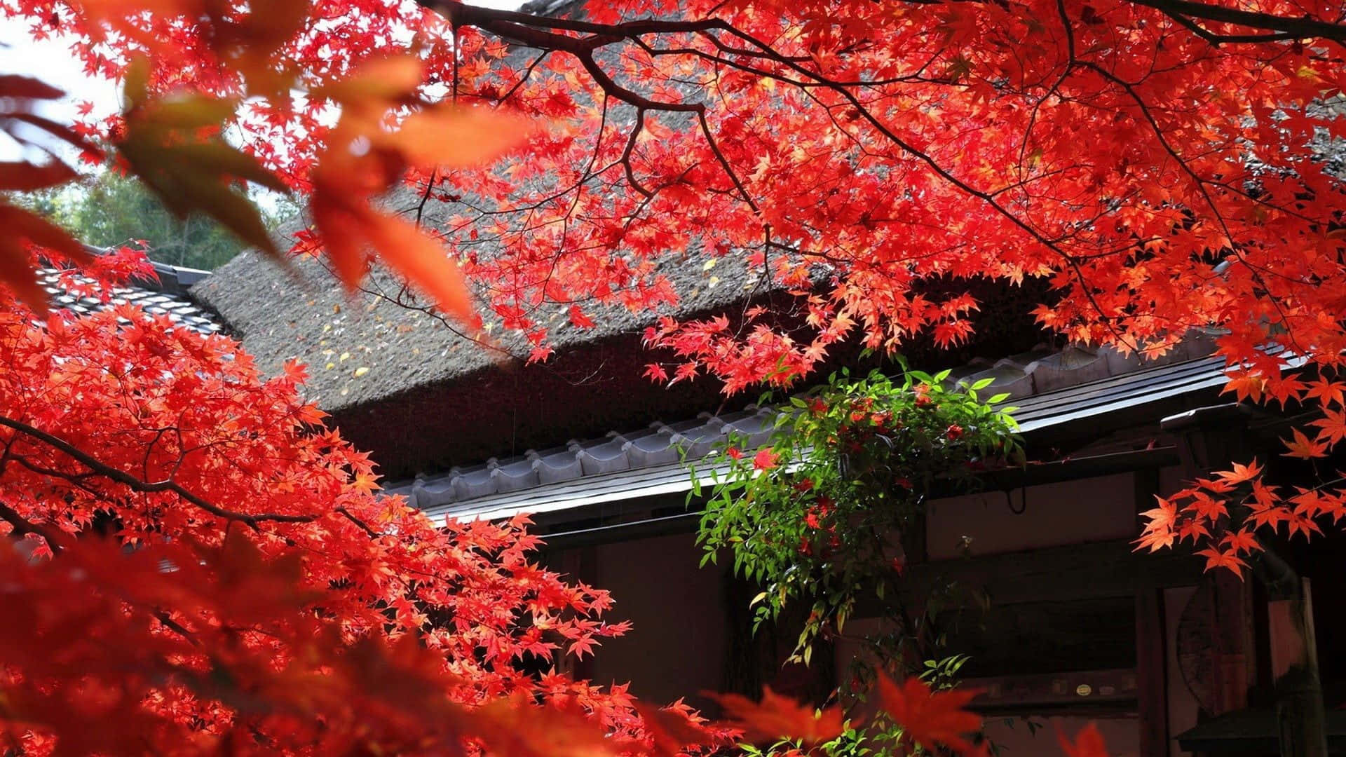 Et hus med røde blade og et rødt træ foran Wallpaper
