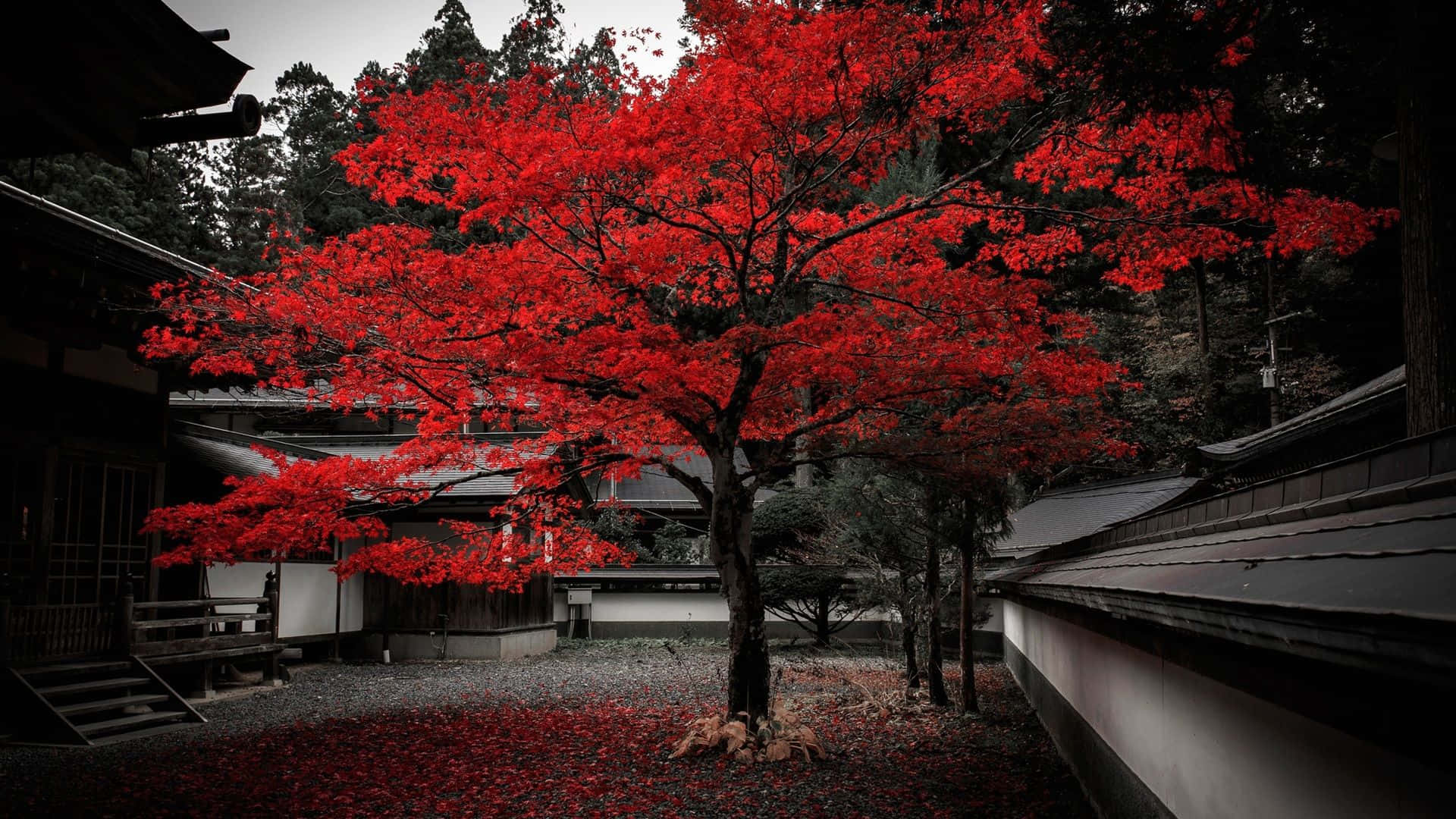 Eineleuchtend Rote Japanische Laterne Erhellt Den Nachthimmel. Wallpaper
