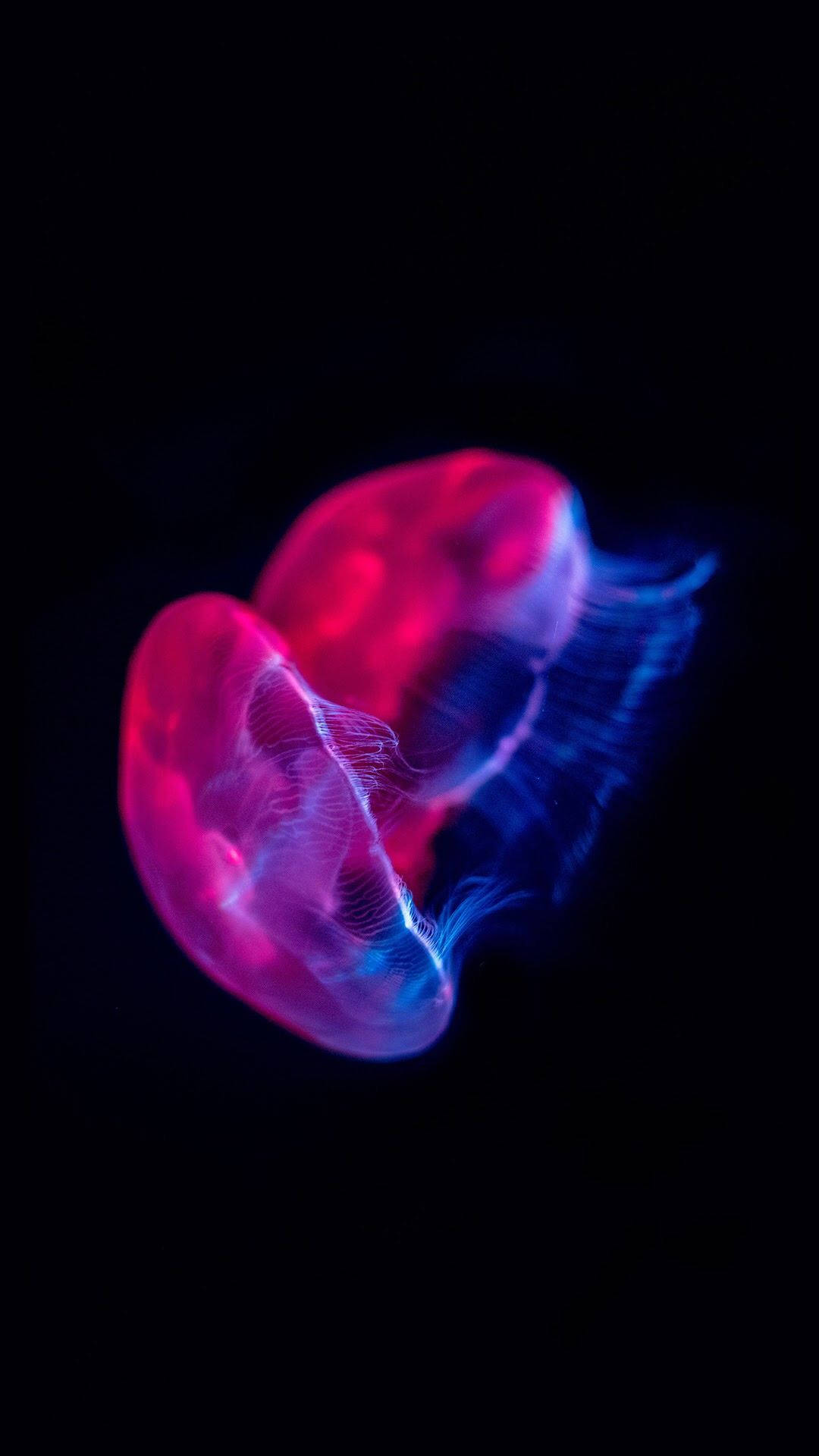 Download Red Jellyfish Oled Iphone Wallpaper 