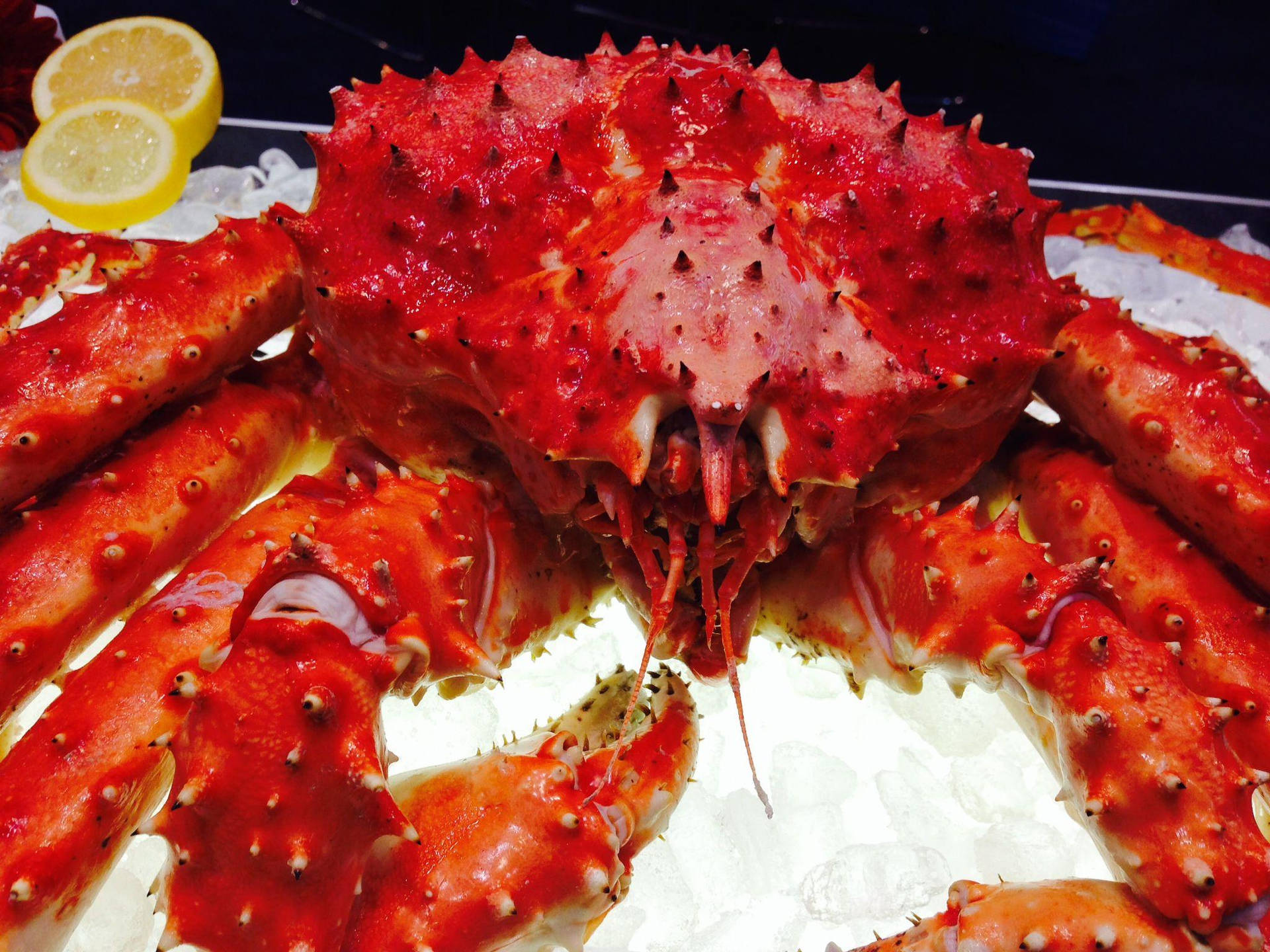 Red King Crab On Ice Wallpaper