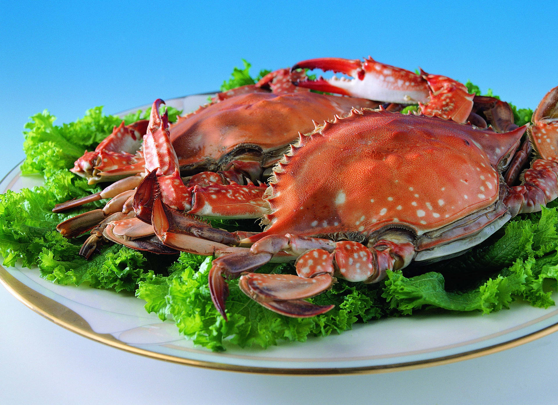 Red King Crab On White Plate Wallpaper