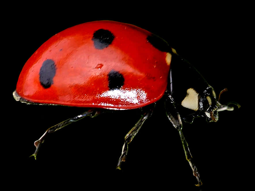 Red Ladybug Black Background PNG