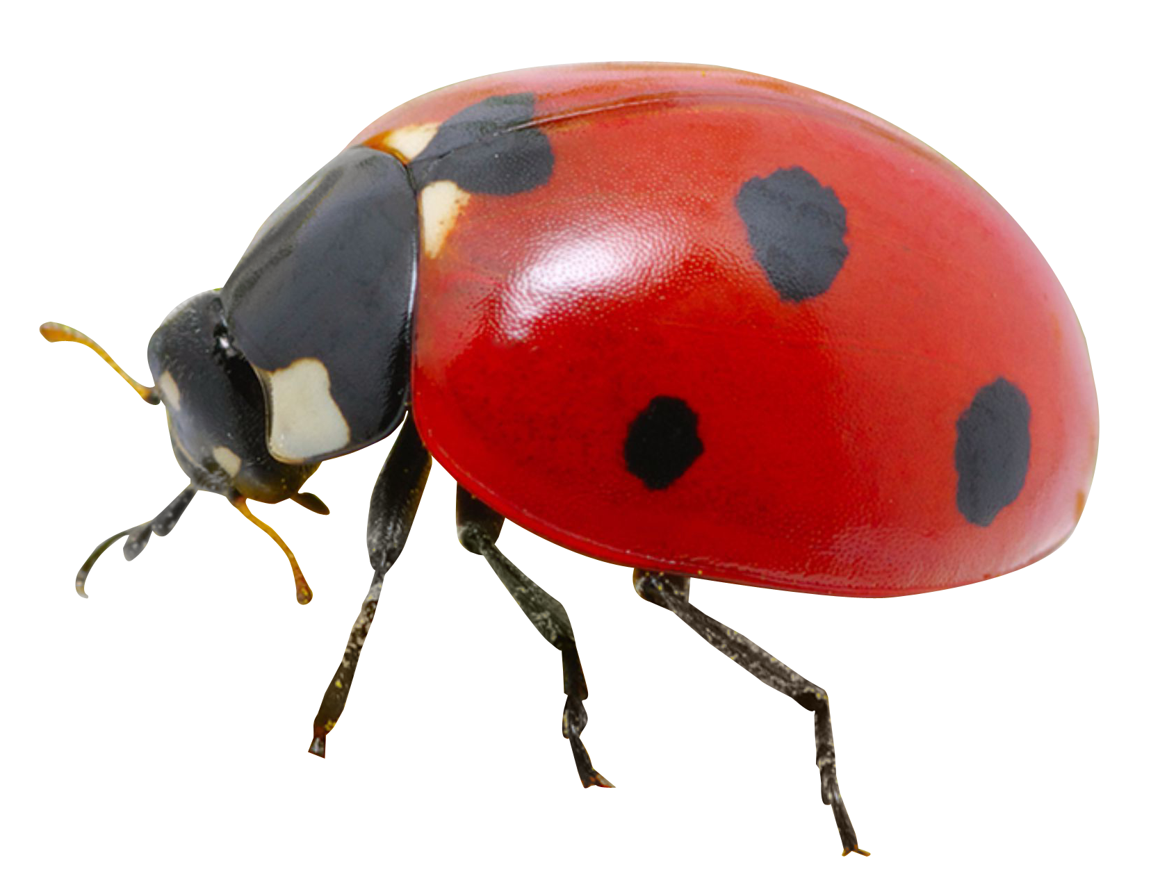 Red Ladybug Closeup.png PNG