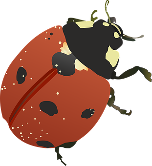 Red Ladybug Illustration PNG