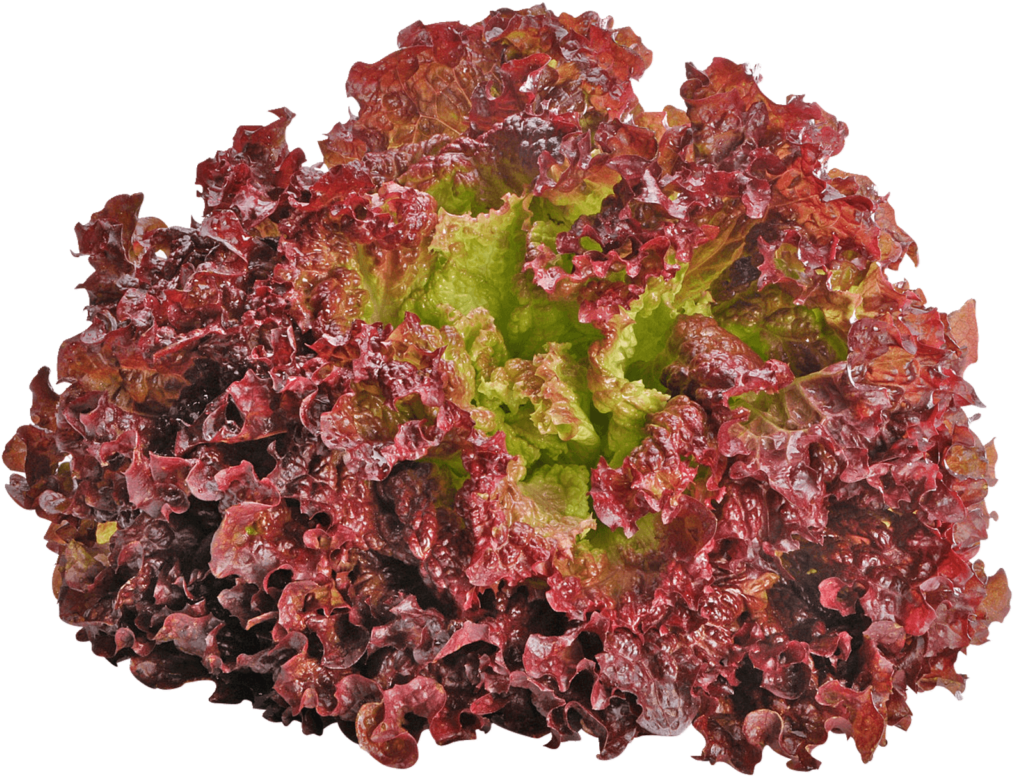 Download Red Leaf Lettuce Isolated | Wallpapers.com