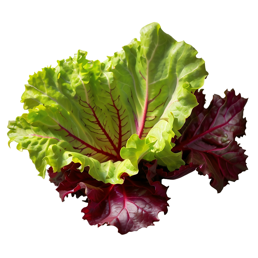 Download Red Leaf Lettuce Png Jmr | Wallpapers.com