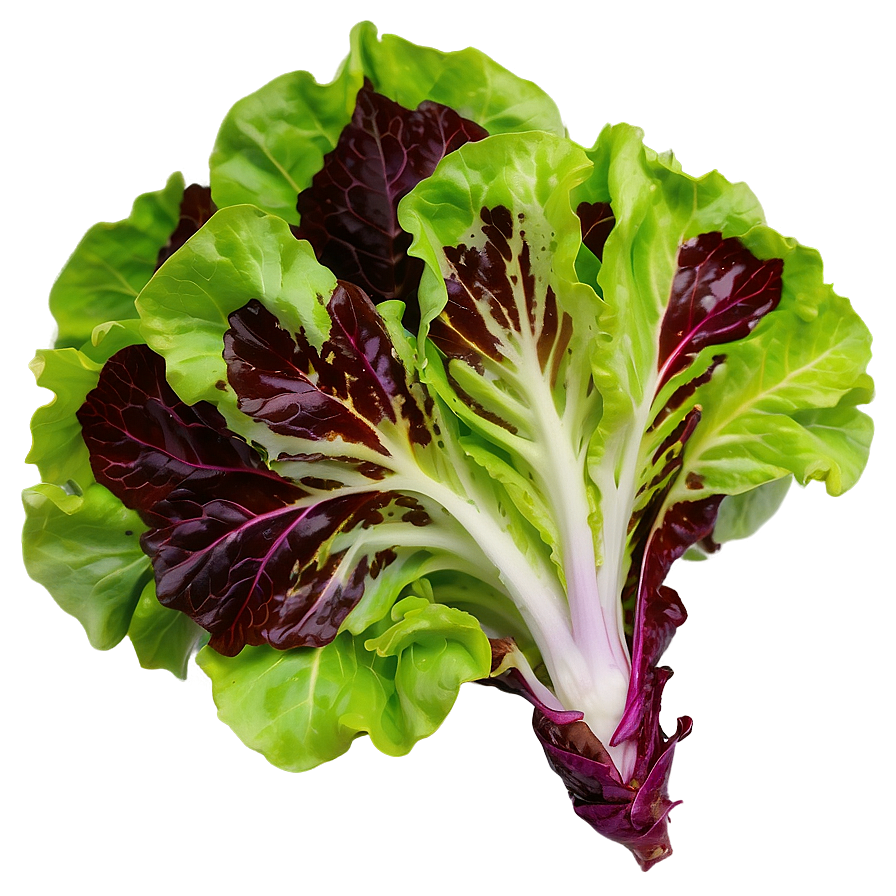 Download Red Leaf Lettuce Png Mix | Wallpapers.com