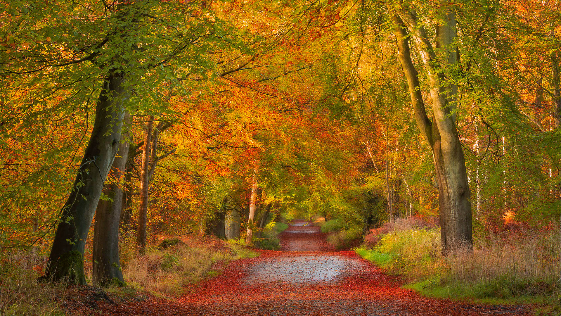 Download Red Leaf Litters Beautiful Autumn Desktop Wallpaper ...