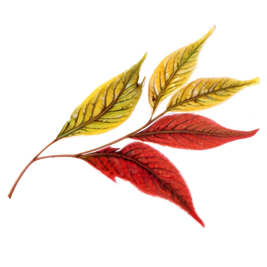 Red Leaf Png 05032024 PNG